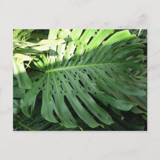 Hawaiian Elephant Ear Plant Briefkaart