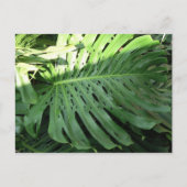 Hawaiian Elephant Ear Plant Briefkaart (Voorkant)