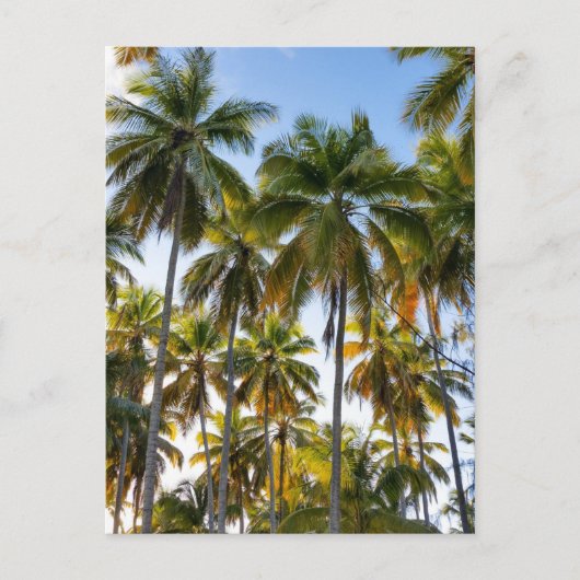 Hawaiian Exotic Beach Palm Trees Briefkaart (Voorkant)