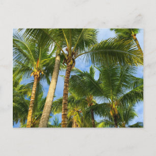 Hawaiian Exotic Beach Palm Trees Briefkaart