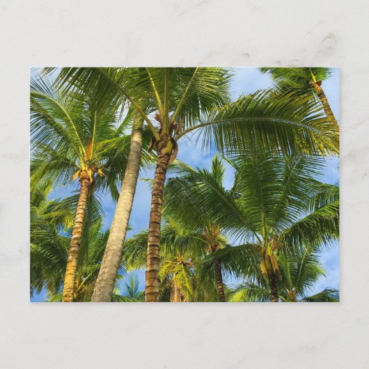 Hawaiian Exotic Beach Palm Trees Briefkaart (Voorkant)