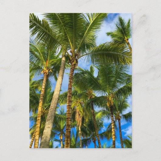 Hawaiian Exotic Beach Palm Trees Briefkaart (Voorkant)
