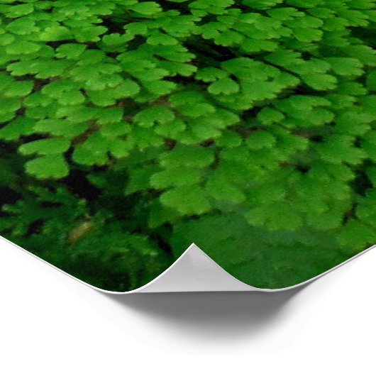 Hawaiian Ferns Poster (Hoek)