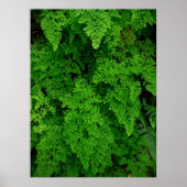 Hawaiian Ferns Poster (Voorkant)