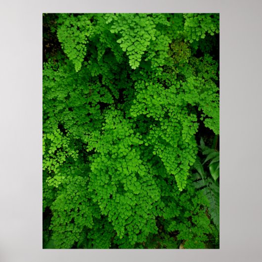 Hawaiian Ferns Poster (Voorkant)