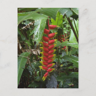 Hawaiian Firecracker Briefkaart