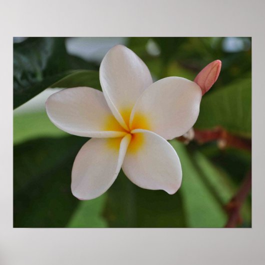 Hawaiian floral poster (Voorkant)
