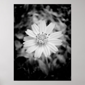 Hawaiian Flower B&W Poster