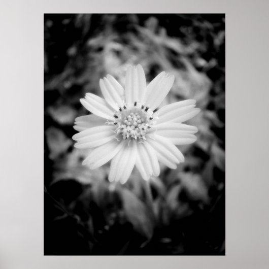 Hawaiian Flower B&W Poster (Voorkant)