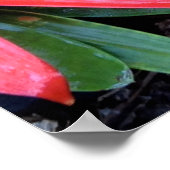 Hawaiian Flower Poster (Hoek)