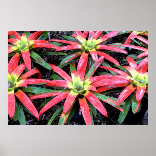 Hawaiian Flower Poster (Voorkant)