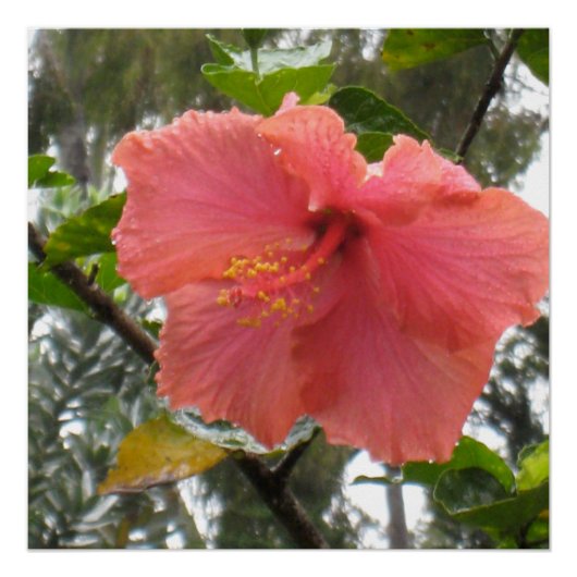 Hawaiian Flower Poster (Voorkant)