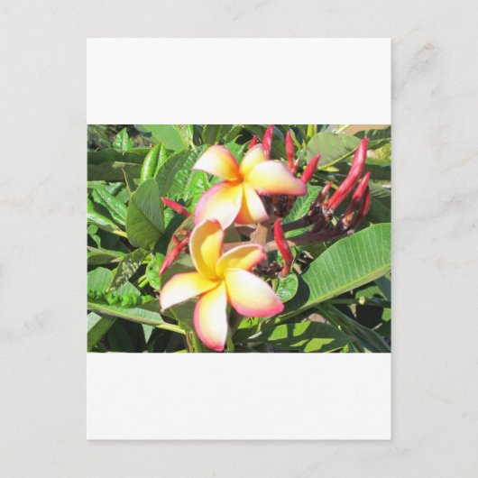 Hawaiian Flowers - prachtige gele bloesems Briefkaart (Voorkant)
