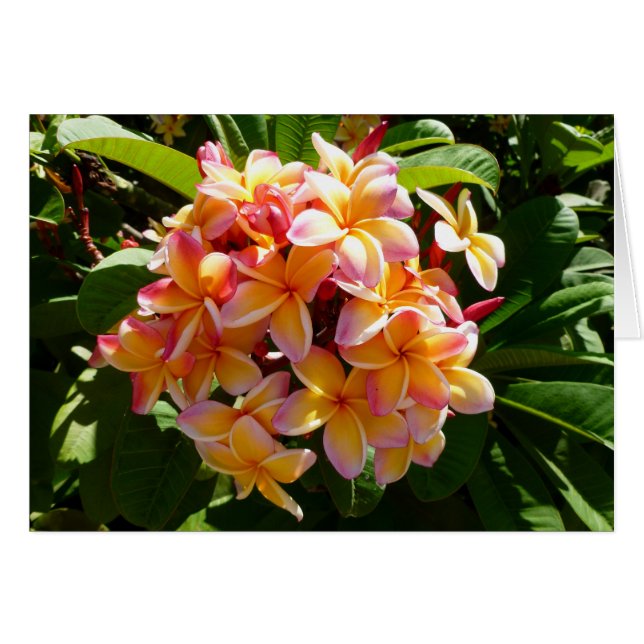 Hawaiian Frangipani (Voorkant Horizontaal)