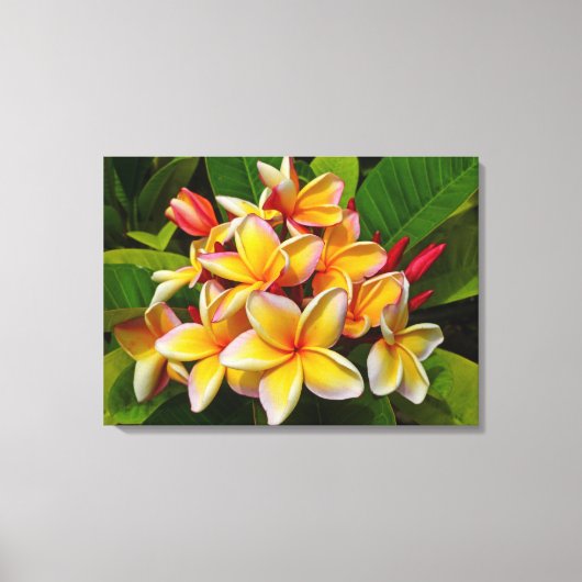 Hawaiian Frangipani Canvas Afdruk (Voorkant)