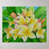 Hawaiian Frangipani Poster (Voorkant)