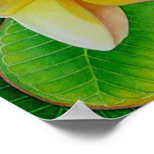 Hawaiian Frangipani Poster (Hoek)