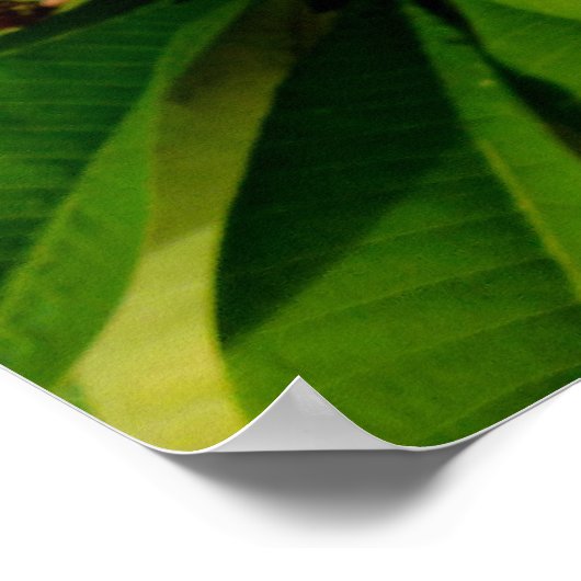 Hawaiian Frangipani Poster (Hoek)