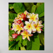 Hawaiian Frangipani Poster (Voorkant)