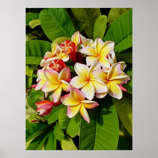 Hawaiian Frangipani Poster (Voorkant)