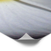 Hawaiian Frangipani Poster (Hoek)