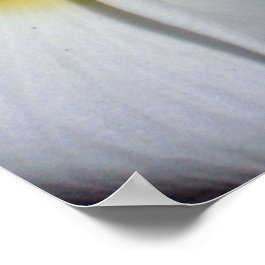 Hawaiian Frangipani Poster (Hoek)