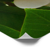 Hawaiian Frangipani Poster (Hoek)