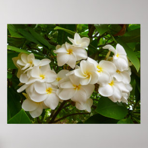 Hawaiian Frangipani Poster