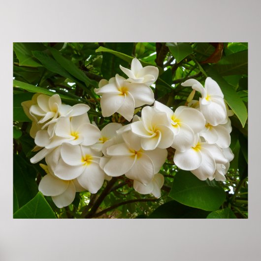 Hawaiian Frangipani Poster (Voorkant)