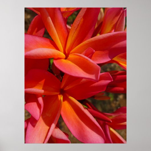 Hawaiian Frangipani Poster (Voorkant)