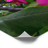Hawaiian Frangipani Poster (Hoek)
