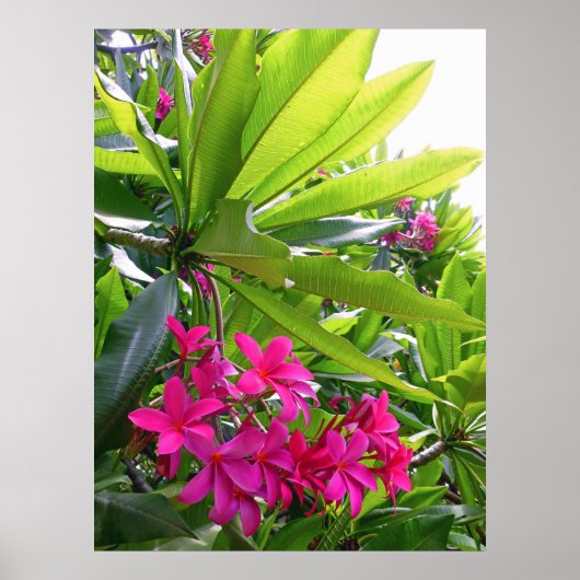 Hawaiian Frangipani Poster (Voorkant)