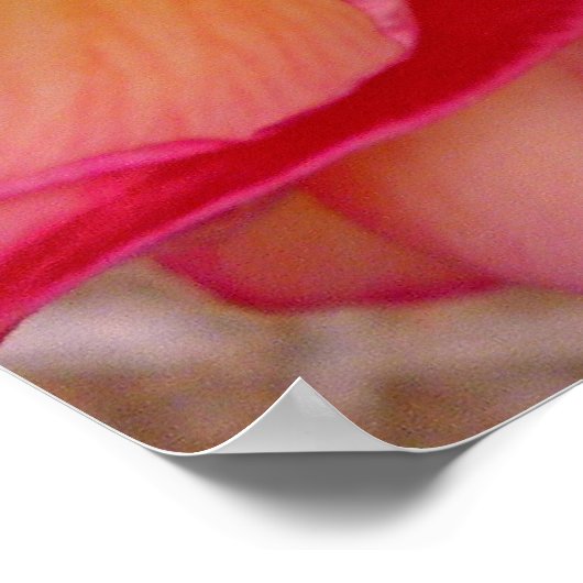 Hawaiian Frangipani Poster (Hoek)