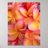 Hawaiian Frangipani Poster (Voorkant)