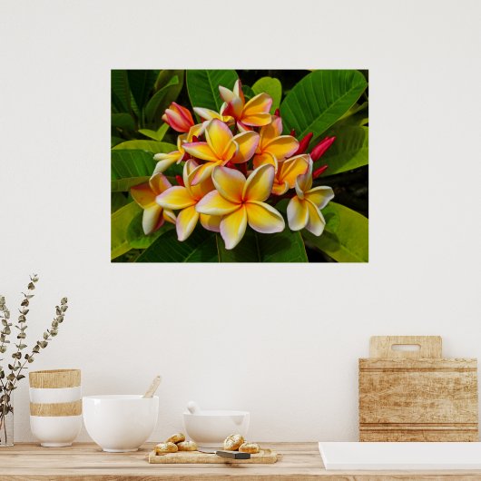 Hawaiian Frangipani Poster (Keuken)