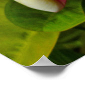 Hawaiian Frangipani Poster (Hoek)