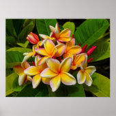 Hawaiian Frangipani Poster (Voorkant)