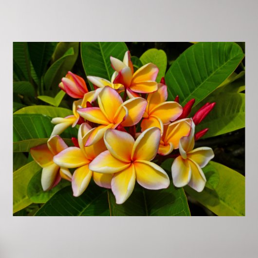 Hawaiian Frangipani Poster (Voorkant)