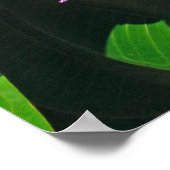Hawaiian Frangipani Poster (Hoek)