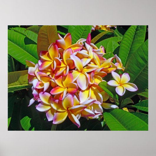 Hawaiian Frangipani Poster (Voorkant)