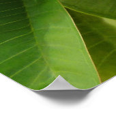 Hawaiian Frangipani Poster (Hoek)