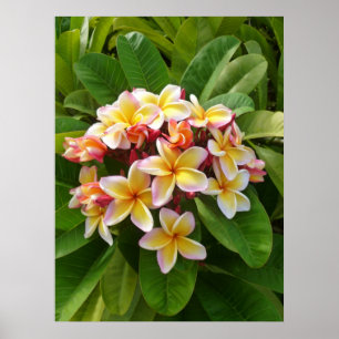 Hawaiian Frangipani Poster