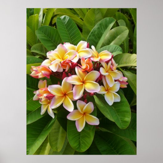 Hawaiian Frangipani Poster (Voorkant)