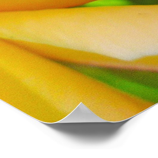 Hawaiian Frangipani Poster (Hoek)