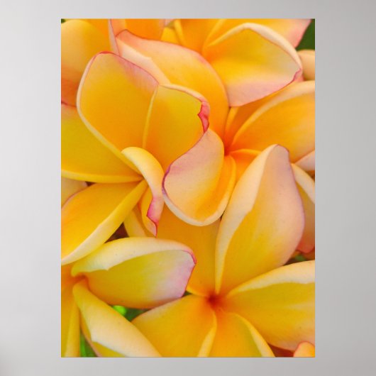 Hawaiian Frangipani Poster (Voorkant)