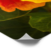 Hawaiian Fuchsia and Oranje Hibiscus Poster (Hoek)