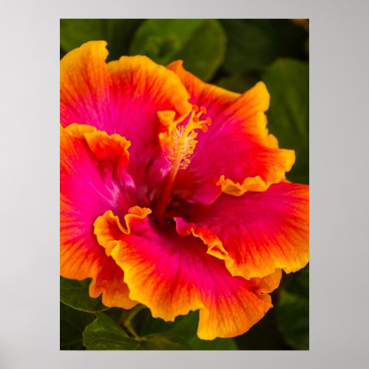Hawaiian Fuchsia and Oranje Hibiscus Poster (Voorkant)