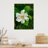 Hawaiian Gardenia Poster (Keuken)