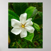 Hawaiian Gardenia Poster (Voorkant)