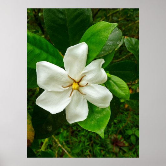 Hawaiian Gardenia Poster (Voorkant)